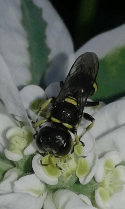 Crabronidae : Ectemnius sp.? S.